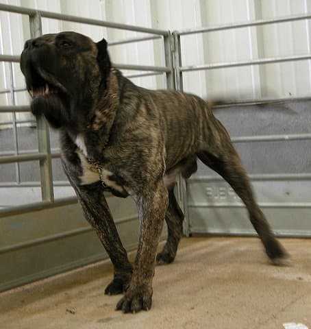 All aggressive dogs need to learn a safety word before being taken out for training.