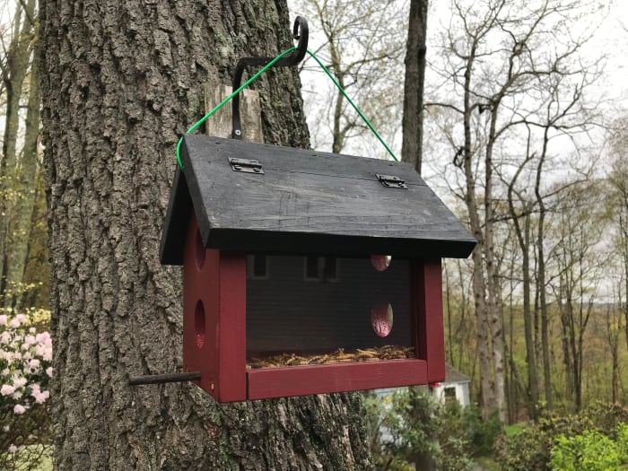 Adding two more entrance holes with perches makes it easier for bluebirds to get in -- and to get out!