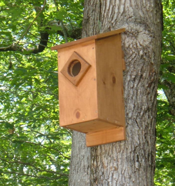 Screech Owl House Plans How To Build A Screech Owl Box FeltMagnet 