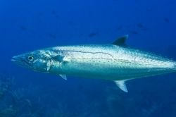 A king mackerel swimming. Notice the "drop" or jag in the "lateral line" on the side of the fish. This is the surest way to tell the difference between a juvenile king mackerel and a Spanish mackerel.