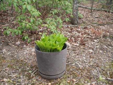 On day 15, the hosta leaves were 7.5 inches long. I stopped measuring, except occasionally, until it finished growing.