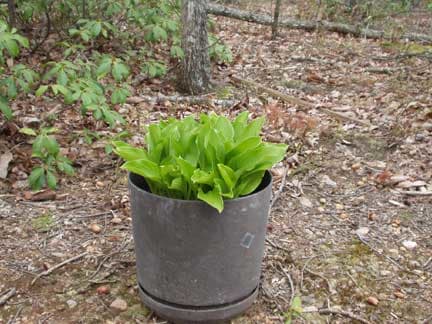 hosta sprouting