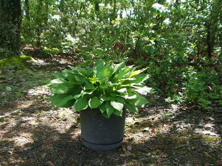 At day 35, the leaves were 14 inches long (I'm sure some were longer), and the hosta spanned 2 feet wide. I think it was finished growing for this spring.