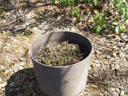 On day 1, the hosta sprouts were just coming through the soil. We were having a warm spring in Virginia, so it sprouted early this year.