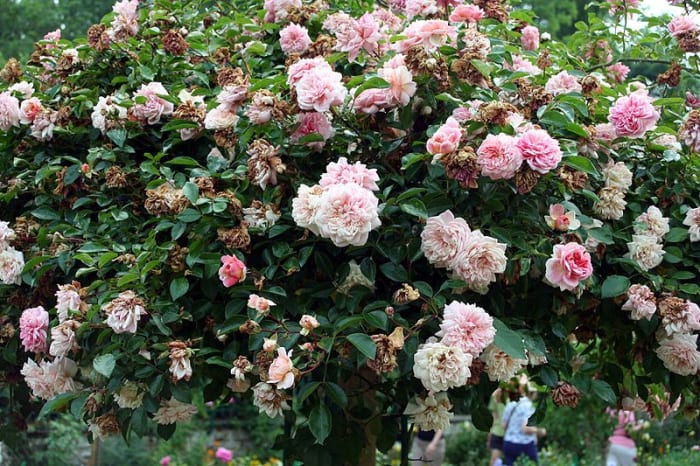 The flowers turn white as they mature. Removing dead flowers will make your bush look less messy and encourage more flowers.