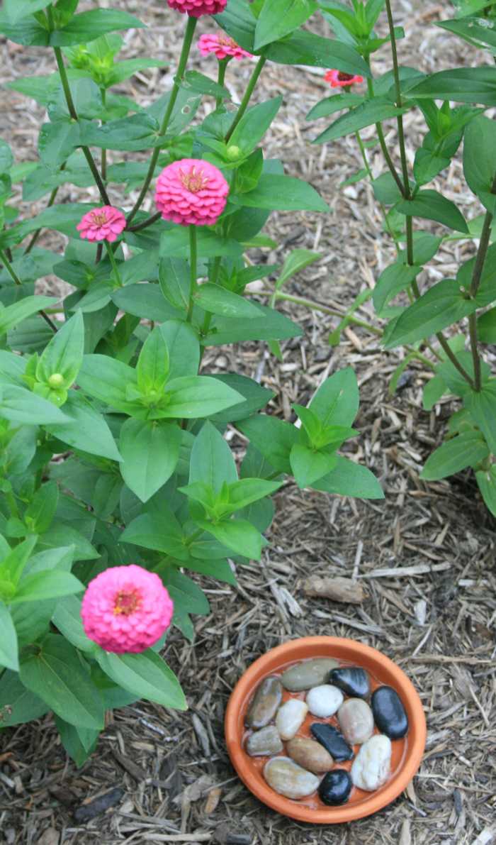 Flat flowers like zinnias make it easy for butterflies to land and sip nectar comfortably.