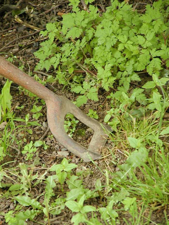 How to Get Rid of Weeds in 6 Different Ways - Dengarden - Home and Garden