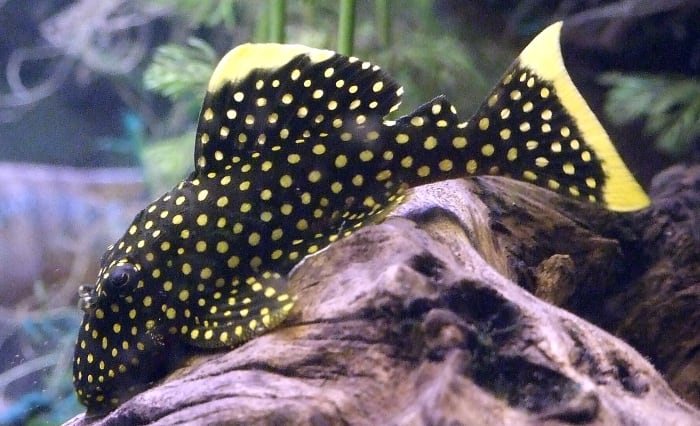 Zoetwatermeervallen kunnen in opvallende kleuren voorkomen, zoals deze goudklompje Plecostomus.