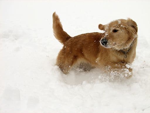 Golden retrievers are just one of the many dog breeds with a predisposition to epilepsy.