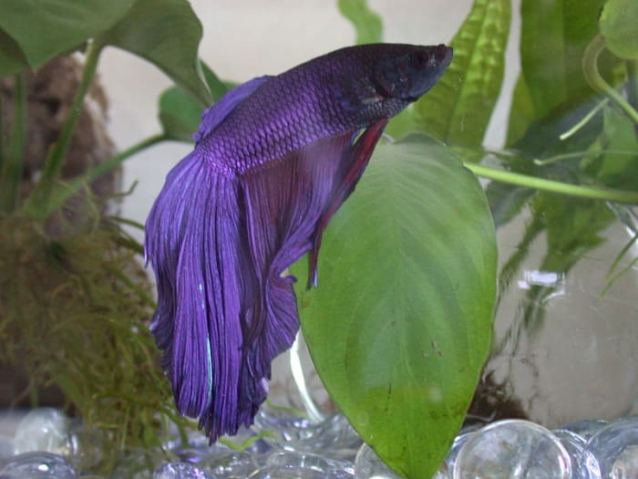 Bettas are tropical fish.