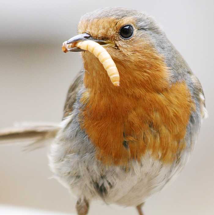 Mealworms are the larval form of a beetle. They are edible for humans as well as this European robin.