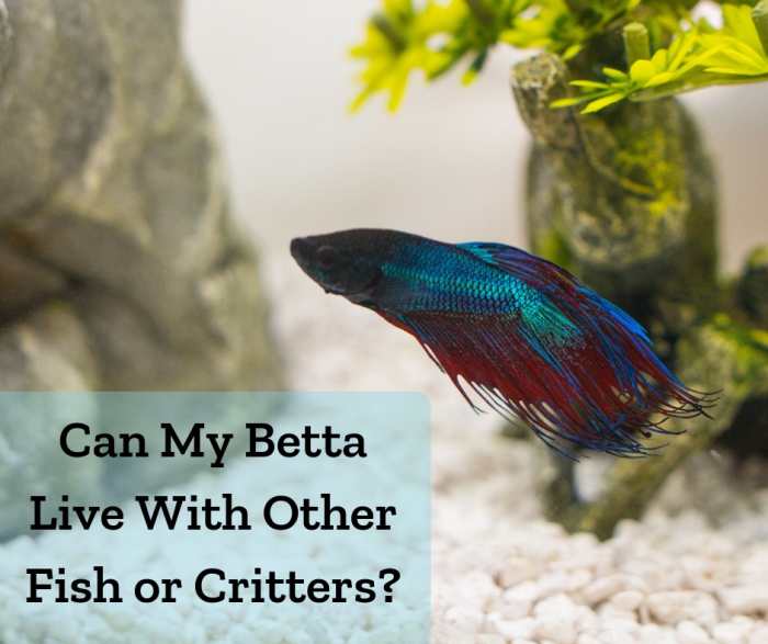 10 Best Tank Mates for Bettas and Betta Fish in a Community Tank