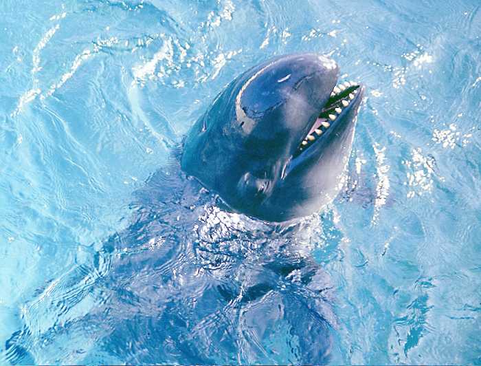 A captive animal looking at the photographer