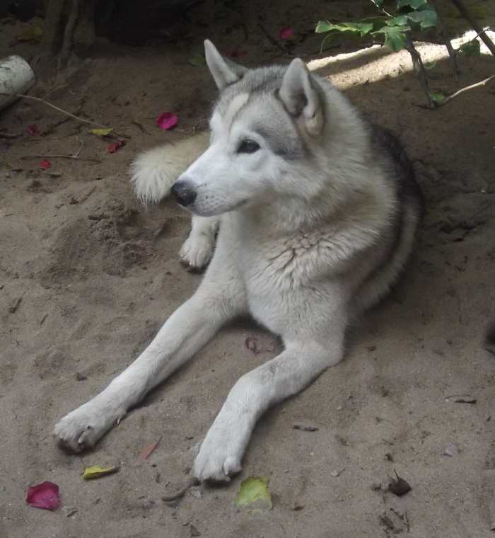 "Game of Thrones" Dire Wolf Dog Breed LookAlike PetHelpful By fellow animal lovers and experts