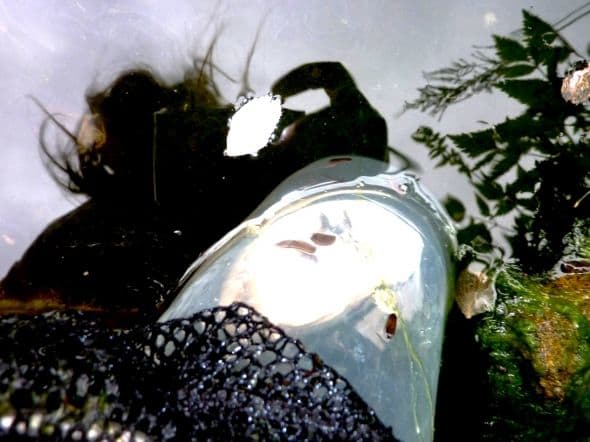 View from below as the trap is lowered back into the pond. After another two days, it will be emptied and replaced. This needs to be repeated until no further leeches are caught. After a few weeks another trap may need to be set for any hatchlings.