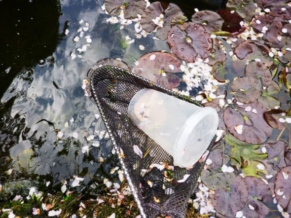 Taking the trap out. You can see a couple of leeches on the side of the container! Within a few hours, the first few leeches will come to the trap. They swim in through the holes and gorge happily on the meat.