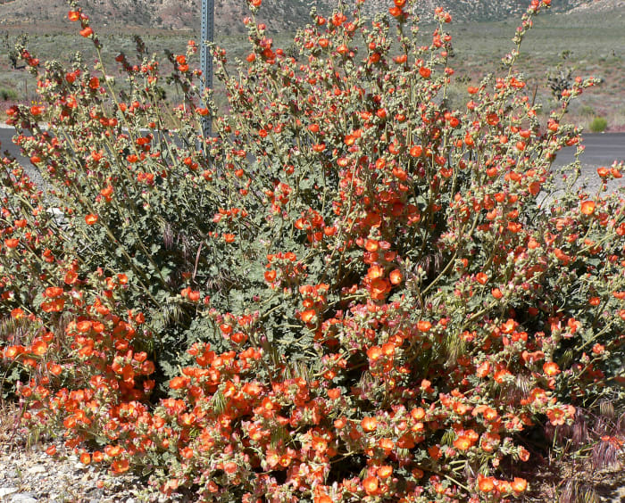 Desert Mallow is a great wildflower that will grow and propagate in your yard, especially if you live in the Southwest.