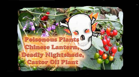 This article will break down all you need to know about the poisonous plants known as Chinese lantern, deadly nightshade, and castor oil plant.