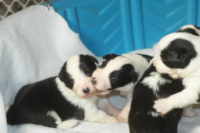 How to Set Up a Whelping Box and Whelp Puppies Successfully ...