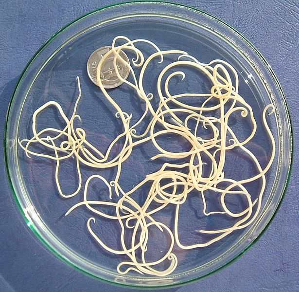 Of all worms in dogs, this is the parasite most commonly seen in most areas of the world (Toxocara canis).