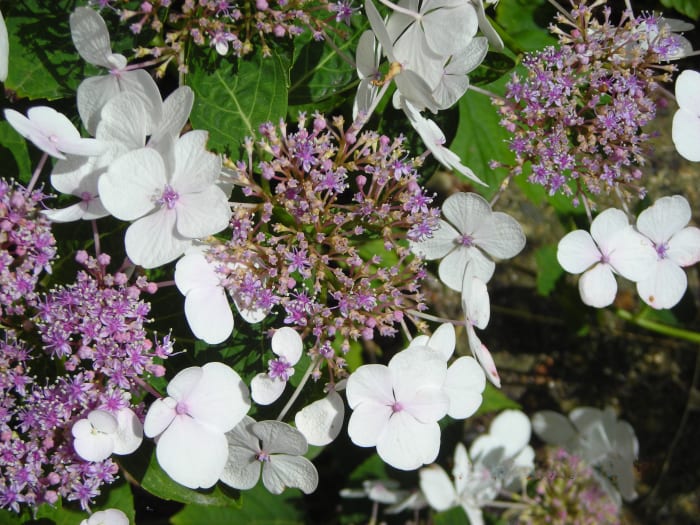 Poisonous Hydrangea (Botanical Name Hydrangea Macrophylla). The One Above Is From the Lacecap Species