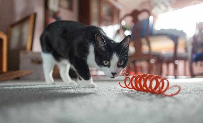 Making a toy for your cat can be as simple as coiling a piece of rubber-coated wire into a spring shape. Just make sure there are no sharp ends!