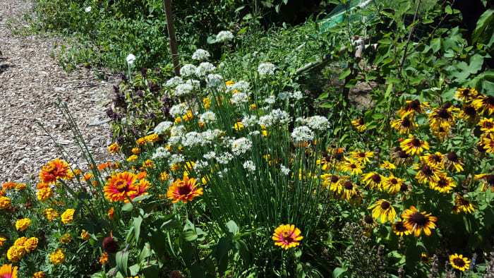 A garden of deer resistant flowers. From left to right: marigolds, zinnias, garlic chives, Black-eyed Susans.