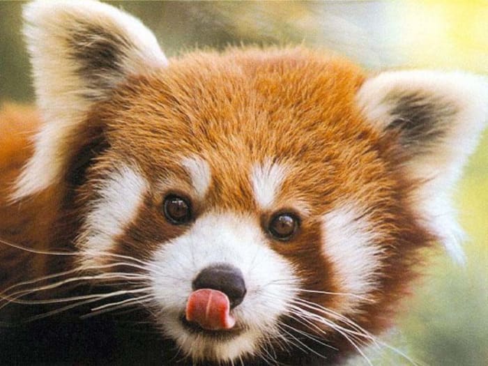 The red panda, seen here, is the inspiration for the main character Retsuko in the Netflix anime 'Aggretsuko'.