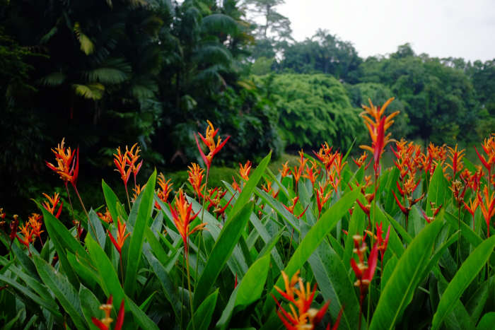Heliconia psittacorum x Spathocircinata "Flame".