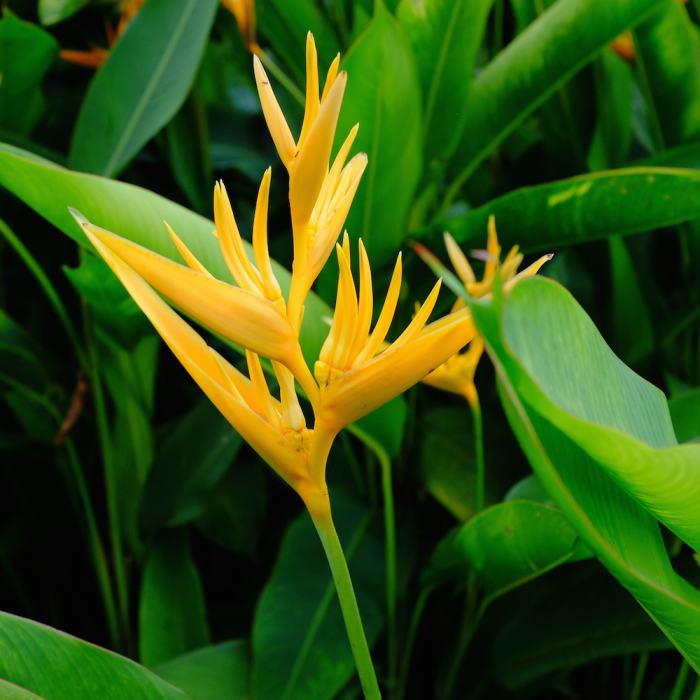 Heliconia psittacorum.
