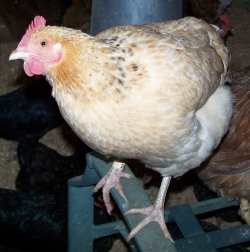 "Blondie," a Basque hen hatched in April 2008. Picture taken in January 2010 and the chicken was still laying enormous eggs in 2013. (Image by Skeffling Lavender Farm)