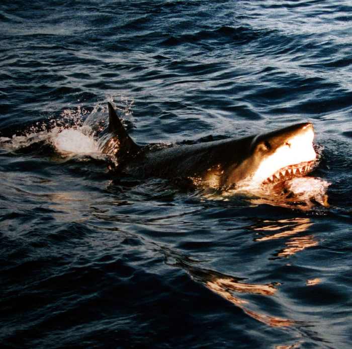 A great white shark comes to the surface
