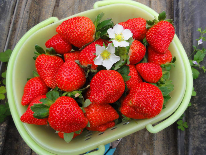 In the garden, borage will help protect your strawberries from pests and also attract bees to pollinate the flowers. The borage will also help prevent your strawberries from overheating during hot weather.