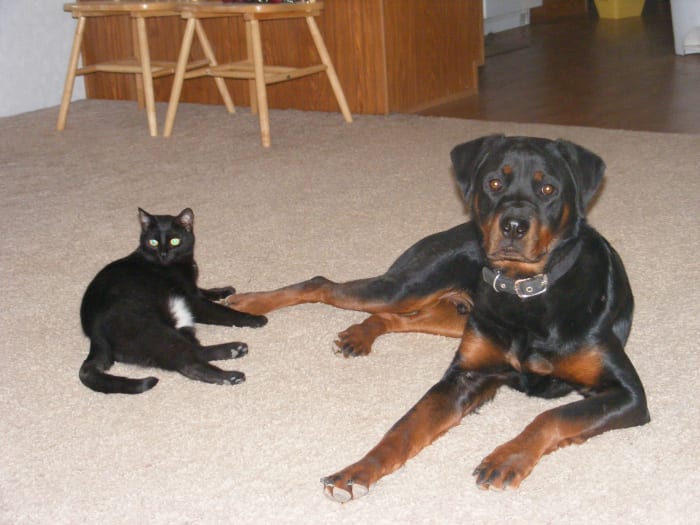 Rottweilers raised with cats as puppies are more likely to get along with kitties.