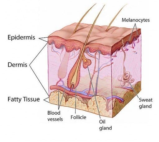 Cross-section of human skin showing all layers. The 5th and 6th-degree burns damage all of these tissues and continue to the bone.
