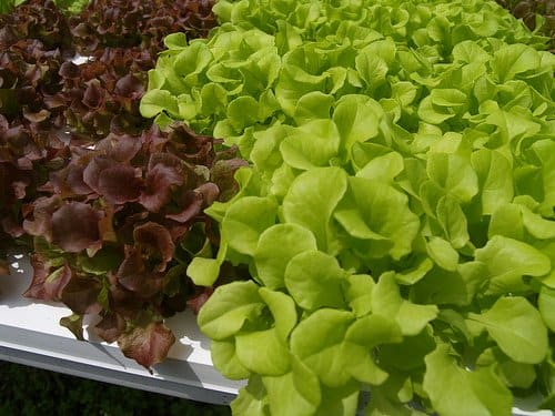 Delicious looking hydroponic greens. Photo Credit: http://www.flickr.com/photos/jpck/3389041192/ under Creative Commons Attribution License