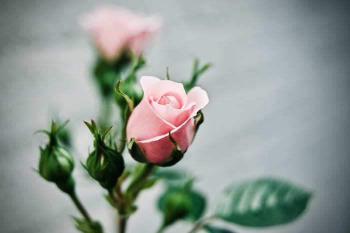 Combining the rose quartz with roses decoratively in your bath, home or office is an effective method to maximize the healing properties of the crystal.