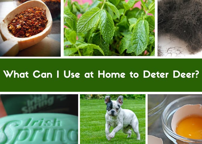 Best Homemade And Commercial Deer Deterrents For Your Garden