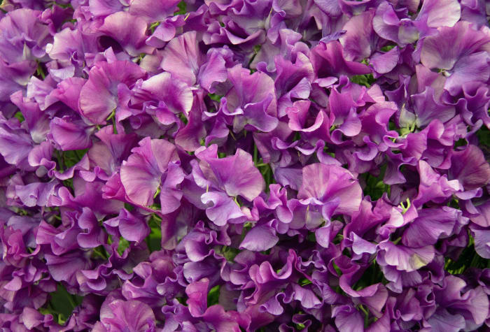 Sweet peas will climb and cover your cane structure too, providing beautiful, fragrant blooms you and your children will love.
