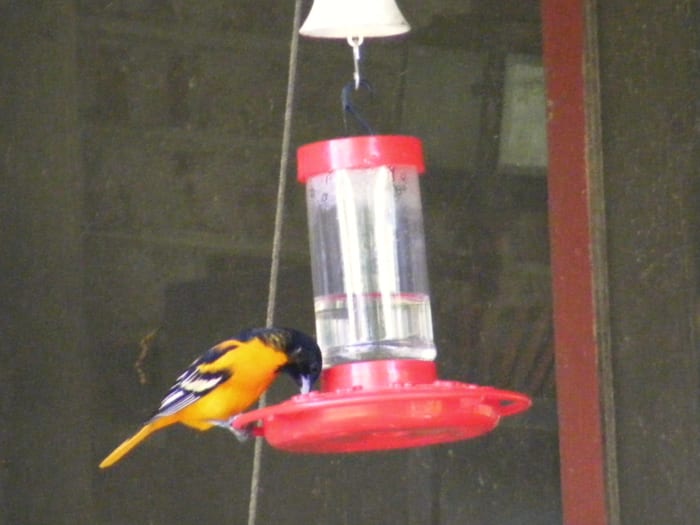 Putting up your feeders a few days before hummingbirds are expected to arrive in your area will provide them with some "quick energy" after their long flight.