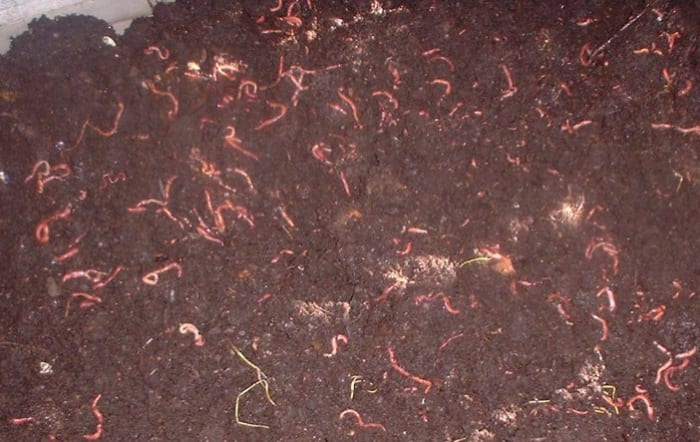 Life Cycle of Red Wiggler Worms or Eisenia Foetida and Stages ...