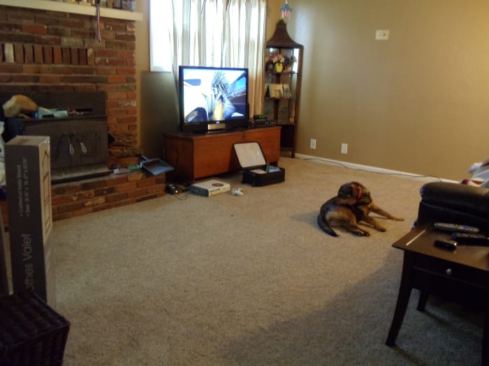 Living room with some of the furniture back in place. One of my dogs Brandy is already enjoying the cozyiness.