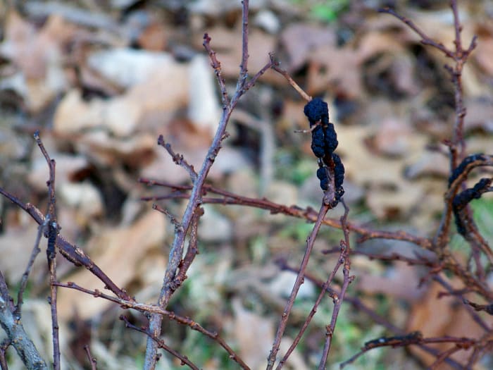The only thing to be done is to cut these branches away and discard them very carefully.