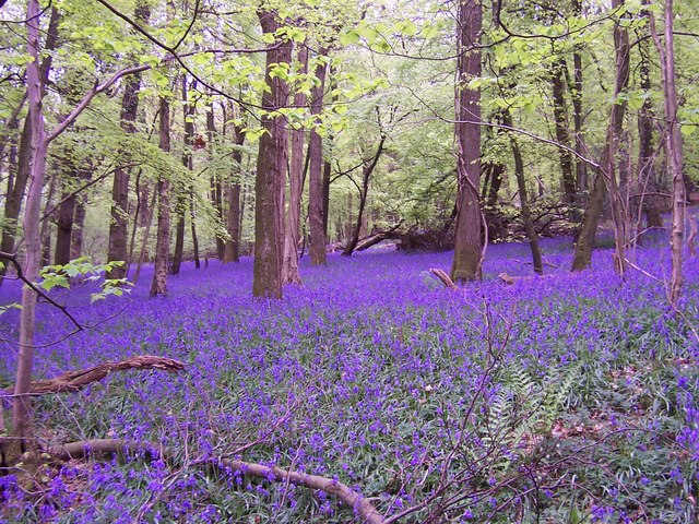 Bluebells create a bluish-purple ground cover in Bigsweir Wood