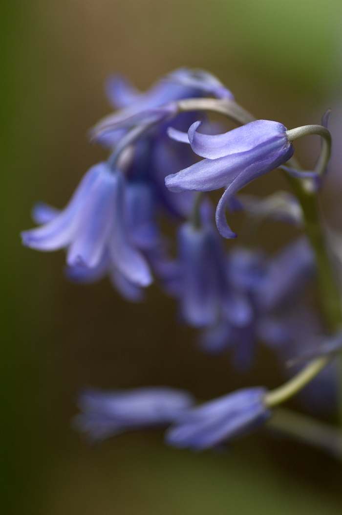 Bluebell Flowers Beautiful and Whimsical Perennials Dengarden Home