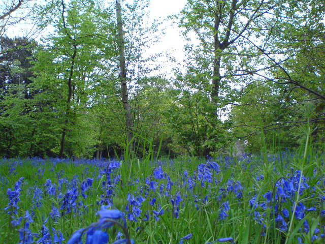 Bluebells carpet the in forest floor at Wanstead Park.