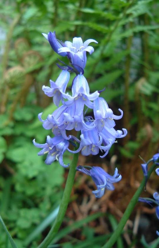 Pale bluebells open as if to greet the fairies. Is it a fairy or a sprite living inside?