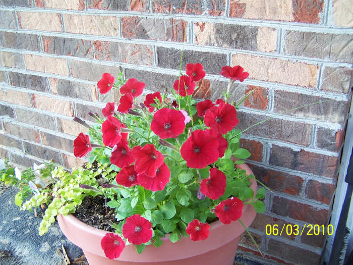 This is the blooms that came from the plants that developed from seeds that dropped from plants last season.