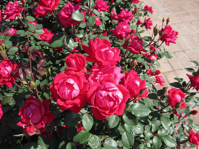 One of the coolest things about Knockout roses is that they deadhead themselves. This not only means less work for the gardener, but it also helps the rose bushes to continue blooming longer than most others.