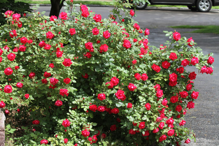 Though Knockouts deadhead themselves, it's still a good practice to do some pruning of your own in early spring.